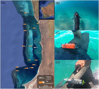 Biologging Tags Reveal Links Between Fine-Scale Horizontal and Vertical Movement Behaviors in Tiger Sharks (Galeocerdo cuvier)